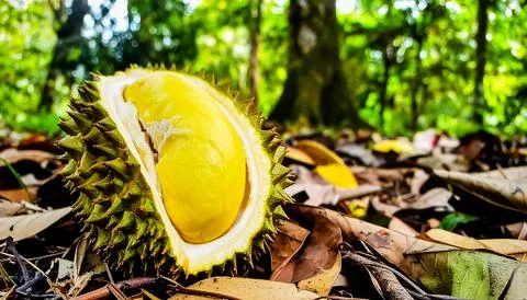 Durian fruit with thorny husk partially split open on forest floor in shade.. Stock Photos