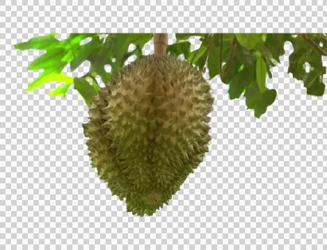 Durian fruit with transparent background 스톡 사진