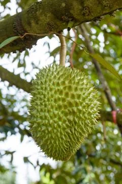 Durian fruit on tree Stock Photos