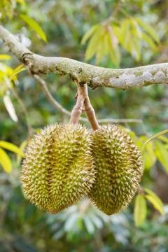 Durian fruit on tree Stock Photos