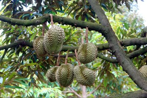 Durian fruit on tree Stock Photos