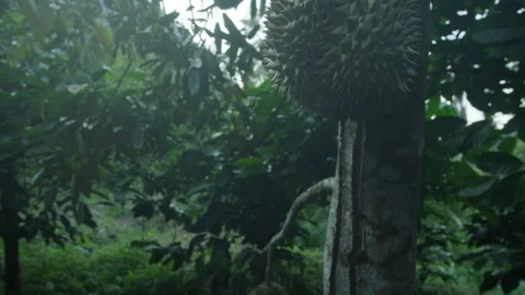 Durian fruit on a tree in a tropical forrest. Slow motion Video stock 130483299