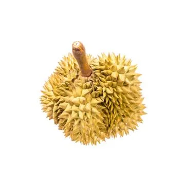 Durian fruit on white background Stock Photos