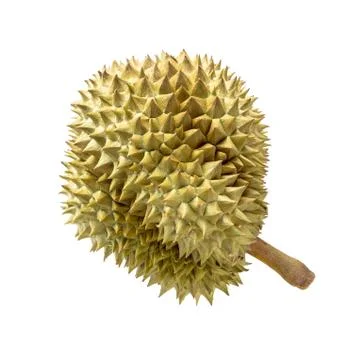 Durian fruit on white background Stock Photos