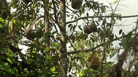 Durian hanging on the tree Stock Footage 44917361