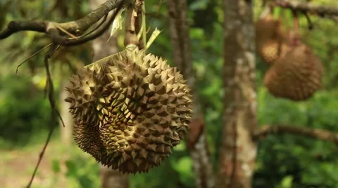 Durian hanging on the tree Stock Footage 44917368
