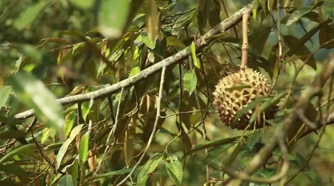 Durian hanging on the tree Stock Footage 44917373