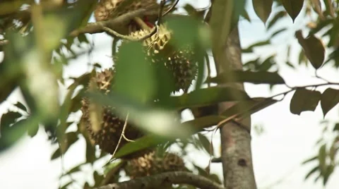 Durian hanging on the tree Stock Footage 44917377