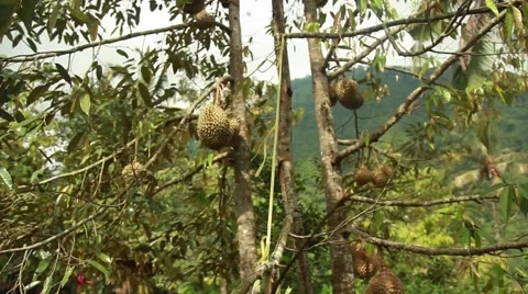 Durian hanging on the tree Stock Footage 44917380