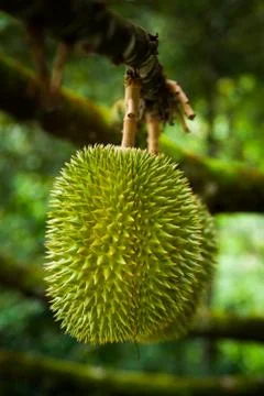 Durian hanging from a tree Stock Photos
