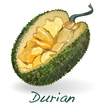 Durian isolated. Vector. Stock Illustration