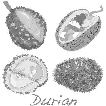 Durian isolated. Vector. Stock Illustration
