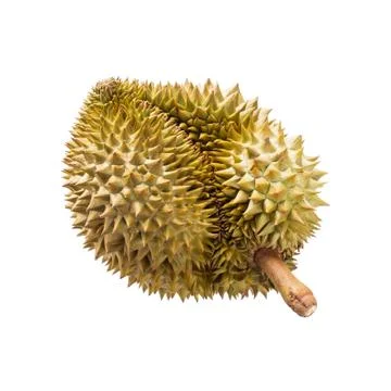 Durian isolated on white background Stock Photos