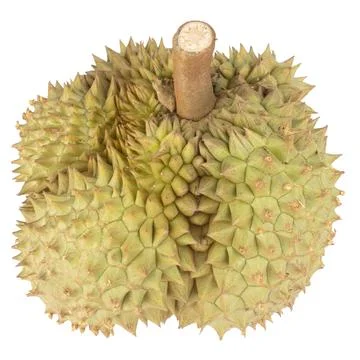 Durian isolated on white background Stock Photos