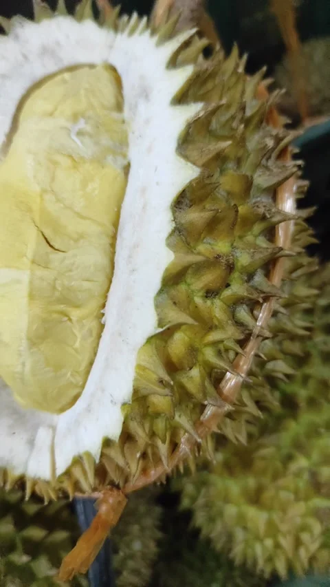 Durian the king of fruit Stock Footage 256577969