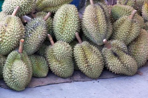 Durian king of fruit Foto stock