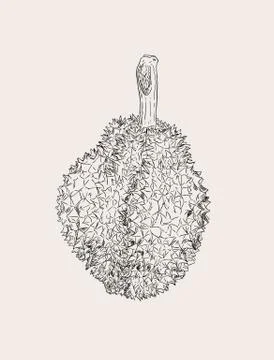 Durian , King of fruit ,sketch vector. Stock Illustration