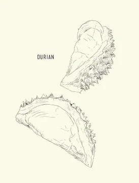 Durian , King of fruit ,sketch vector. Stock Illustration