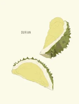 Durian , King of fruit ,sketch vector. Stock Illustration