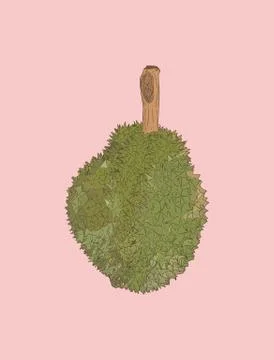 Durian , King of fruit ,sketch vector. Stock Illustration