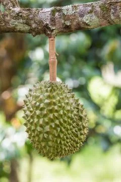 Durian, the king of fruit, on a tree Stock Photos