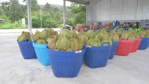 Durian in middleman warehouse Video stock 185916131