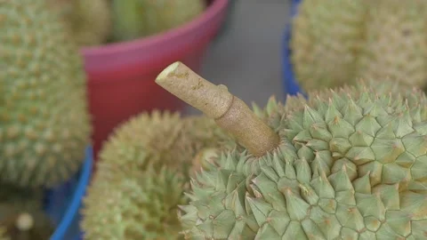 Durian in middleman warehouse prepare logistic to Chumporn province Stock Footage 185916733