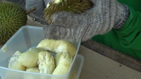 Durian packing Stock Footage 145534290