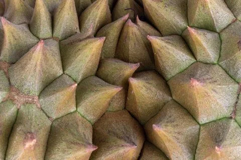 Durian peel texture closeup shell Stock Photos