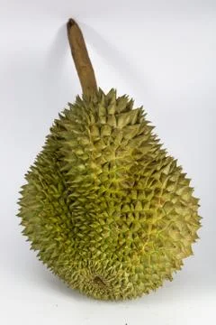 Durian Stock Photos