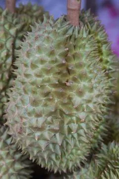 Durian Stock Photos