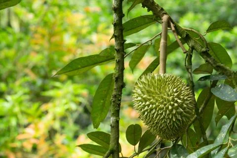 Durian Foto stock