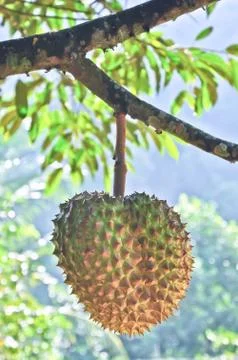 Durian Stock Photos