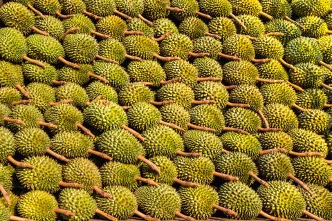 Durian Stock Photos