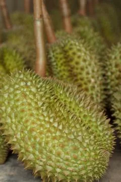 Durian Stock Photos