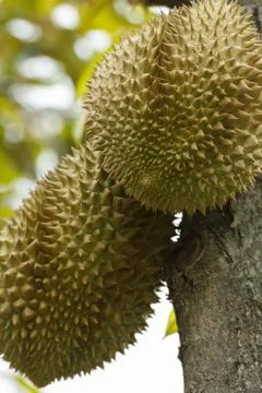 Durian Stock Photos