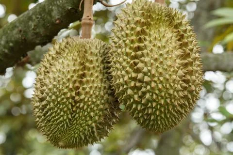 Durian Stock Photos