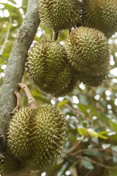 Durian Stock Photos