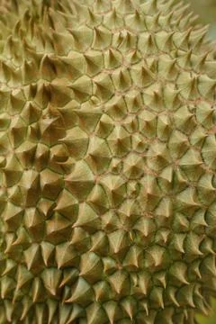 Durian Stock Photos