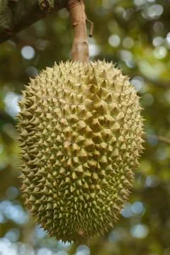 Durian Foto stock