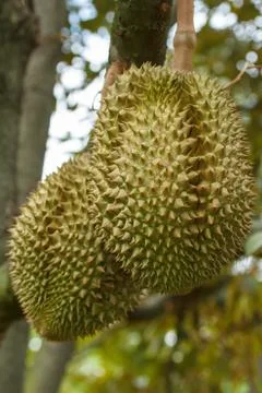 Durian Foto stock