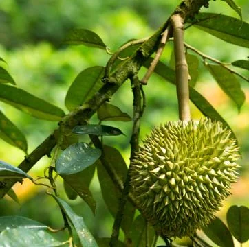 Durian Stock Photos