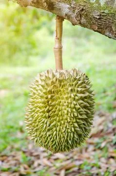 Durian Stock Photos
