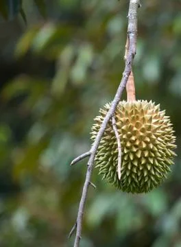 Durian Stock Photos