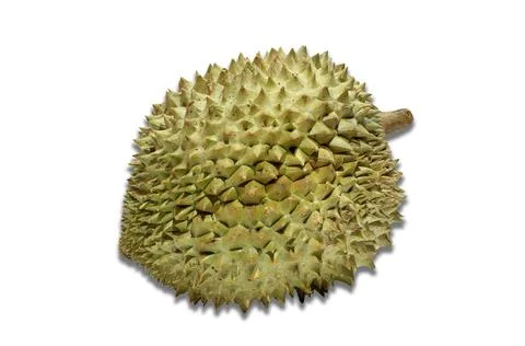 Durian. Stock Photos