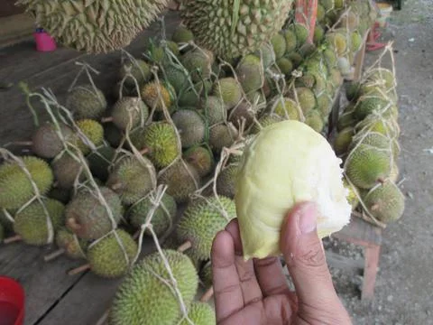 Durian Stock Photos
