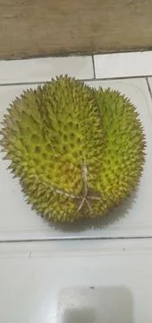 Durian Foto stock