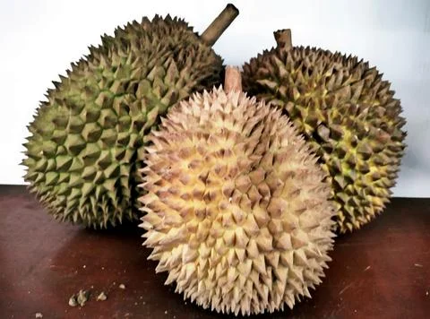 Durian Stock Photos