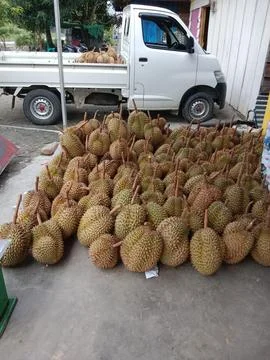 Durian Stock Photos