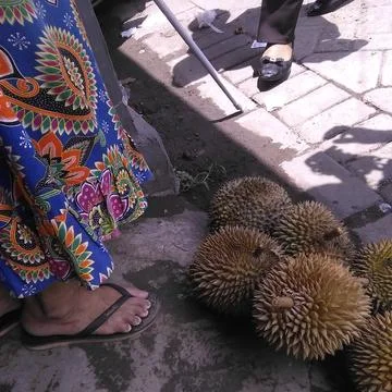 Durian 库存照片